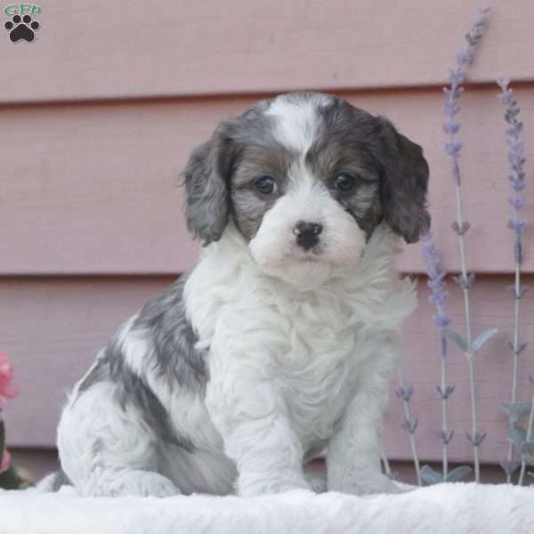 Sparky, Cavapoo Puppy